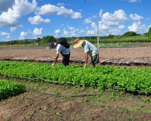 PB Rural Sustentável: iniciativa do Cooperar beneficia famílias com acesso ao mercado e estratégias de negócio